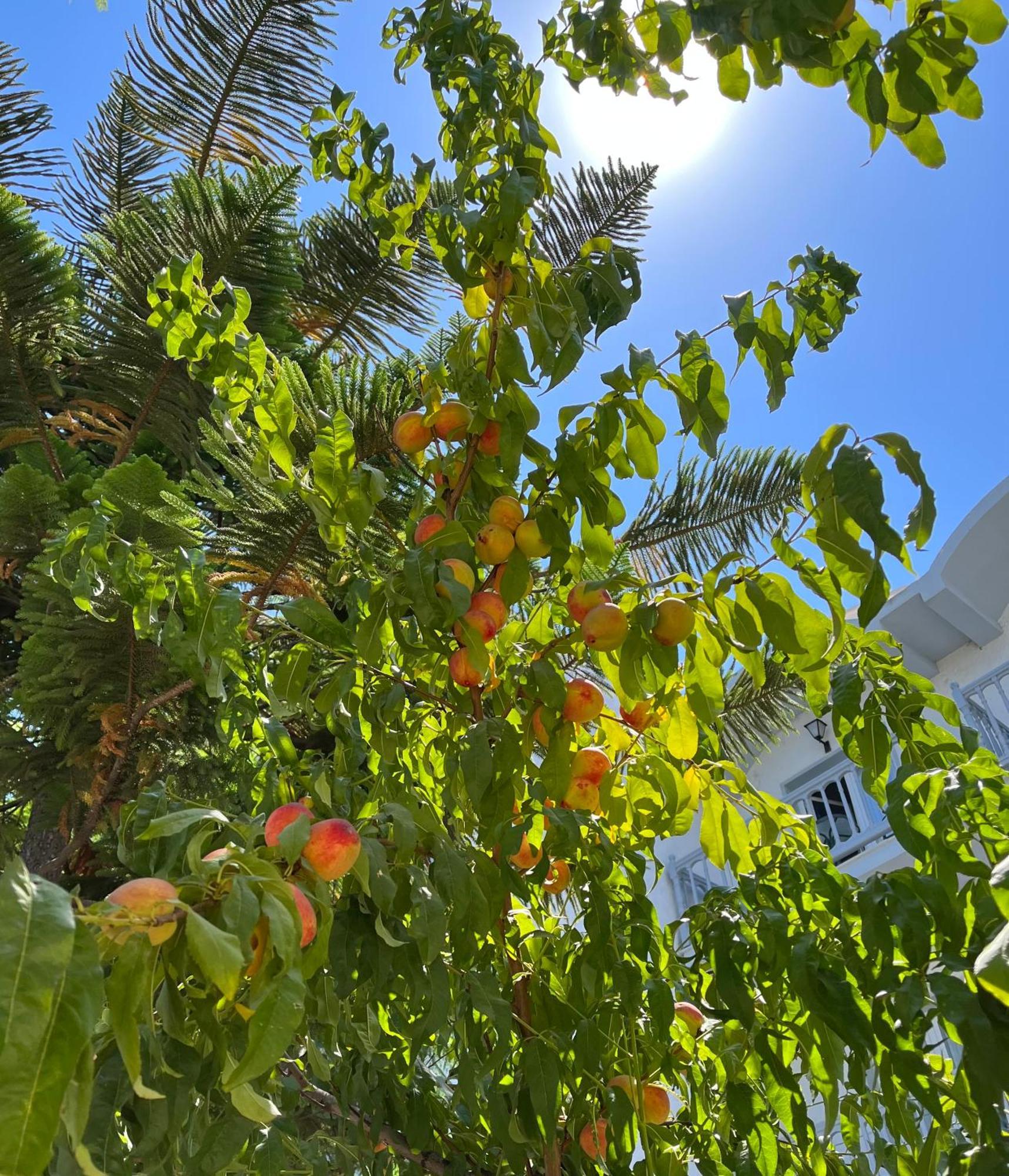 Theodorou Beach Hotel Apartments 살리디 외부 사진